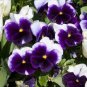 Pansy Swiss White Black Flowers 100 Seeds