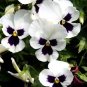 Pansy Swiss White Black Flowers 100 Seeds