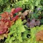 Colorful Heuchera Bonsai Potted Coral Bell Flower Plants 400 Seeds