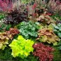 Colorful Heuchera Bonsai Potted Coral Bell Flower Plants 400 Seeds