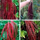 Red Long Cowpea Vegetable Hybrid 30 Seeds