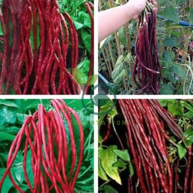 Red Long Cowpea Vegetable Hybrid 30 Seeds