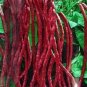 Red Long Cowpea Vegetable Hybrid 30 Seeds