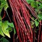 Red Long Cowpea Vegetable Hybrid 30 Seeds