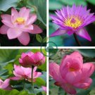 Pink Wild Lotus Big Blooms 10 Seeds