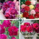 Types Carnation Seeds Dianthus Caryophyllus Rare Black Blue Colorful Purple  400 Seeds