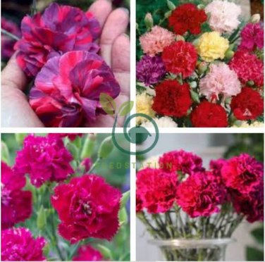 Types Carnation Seeds Dianthus Caryophyllus Rare Black Blue Colorful Purple  400 Seeds