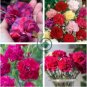 Types Carnation Seeds Dianthus Caryophyllus Rare Black Blue Colorful Purple  400 Seeds