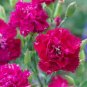 Types Carnation Seeds Dianthus Caryophyllus Rare Black Blue Colorful Purple  400 Seeds