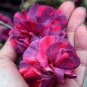 Types Carnation Seeds Dianthus Caryophyllus Rare Black Blue Colorful Purple  400 Seeds