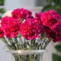 Types Carnation Seeds Dianthus Caryophyllus Rare Black Blue Colorful Purple 400 Seeds