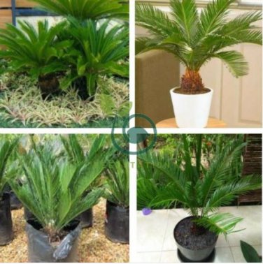 Cycas Tree 20 Seeds