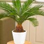 Cycas Tree 20 Seeds