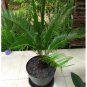 Cycas Tree 20 Seeds