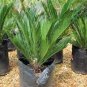 Cycas Tree 20 Seeds