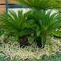 Cycas Tree 20 Seeds