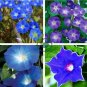 Purple Corrugated Double Morning Glory 20 Seeds