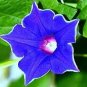 Purple Corrugated Double Morning Glory 20 Seeds