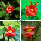 Sexy Red Lip Flower 200 Seeds