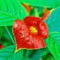 Sexy Red Lip Flower 200 Seeds