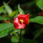 Sexy Red Lip Flower 200 Seeds