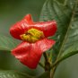 Sexy Red Lip Flower 200 Seeds