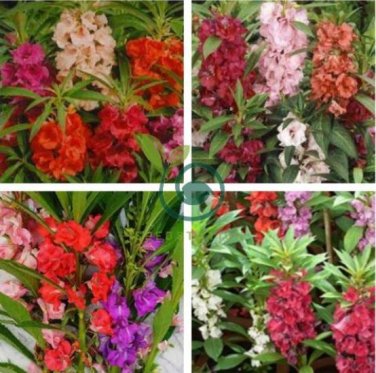 Mix Garden Balsam Impatiens Balsamina Flowers 40 Seeds