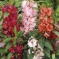 Mix Garden Balsam Impatiens Balsamina Flowers 40 Seeds