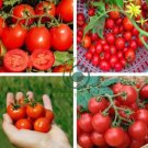Husky Cherry Red Tomato 200 Seeds