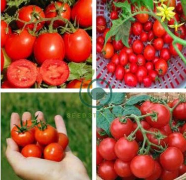 Husky Cherry Red Tomato 200 Seeds