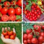 Husky Cherry Red Tomato 200 Seeds