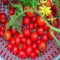 Husky Cherry Red Tomato 200 Seeds