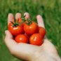Husky Cherry Red Tomato 200 Seeds