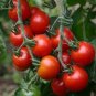 Sweetie Tomato Cherry Fruit 200 Seeds