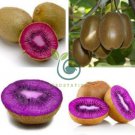 Rare Heirloom Organic Purple Kiwi Fruit 100 Seeds