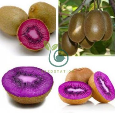 Rare Heirloom Organic Purple Kiwi Fruit 100 Seeds
