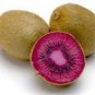 Rare Heirloom Organic Purple Kiwi Fruit 100 Seeds