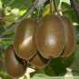 Rare Heirloom Organic Purple Kiwi Fruit 100 Seeds