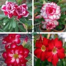 Adenium Red Colorful Double Flowers 10  Seeds