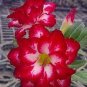 Adenium Red Colorful Double Flowers 10 Seeds