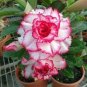Adenium Red Colorful Double Flowers 10 Seeds