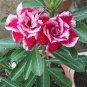 Adenium Red Colorful Double Flowers 10 Seeds