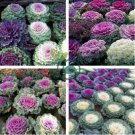 Brassica Oleracea Heirloom Mixed Ornamental Kale 60 Seeds