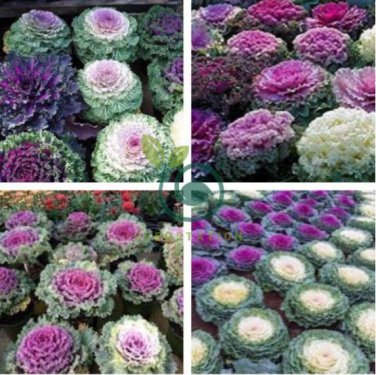 Brassica Oleracea Heirloom Mixed Ornamental Kale 60 Seeds