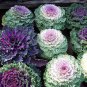 Brassica Oleracea Heirloom Mixed Ornamental Kale 60 Seeds
