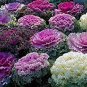 Brassica Oleracea Heirloom Mixed Ornamental Kale 60 Seeds