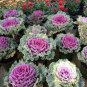 Brassica Oleracea Heirloom Mixed Ornamental Kale 60 Seeds