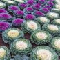 Brassica Oleracea Heirloom Mixed Ornamental Kale 60 Seeds