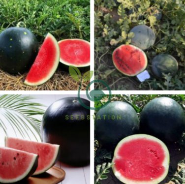 Hokkaido Black Watermelon 20 Seeds