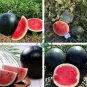 Hokkaido Black Watermelon 20 Seeds